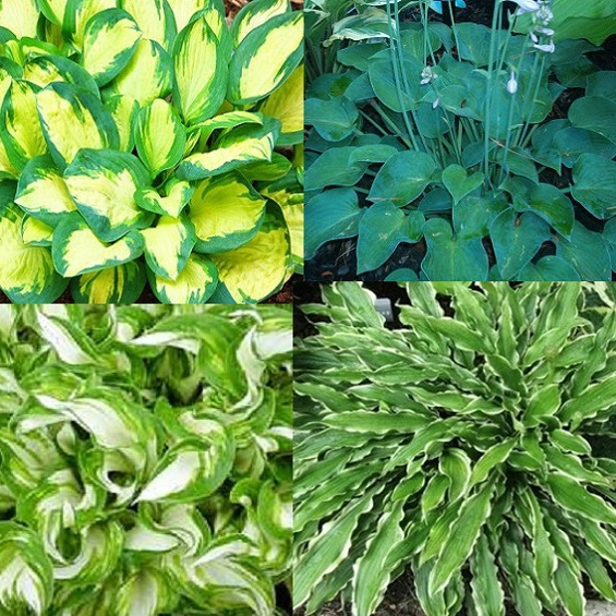 wroclaw Hosta, funkia niska sadzonka