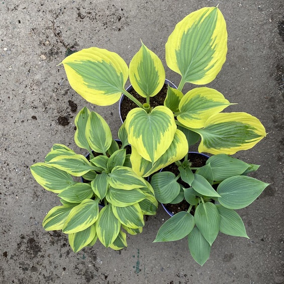 sadzonka hosta wroclaw